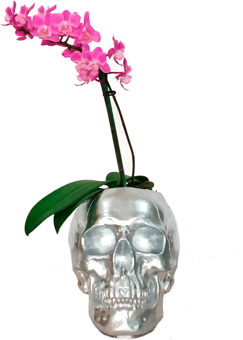 Mini Orquídeas Craneo Plateado - Moth Orchid Clipart (780x1090), Png Download