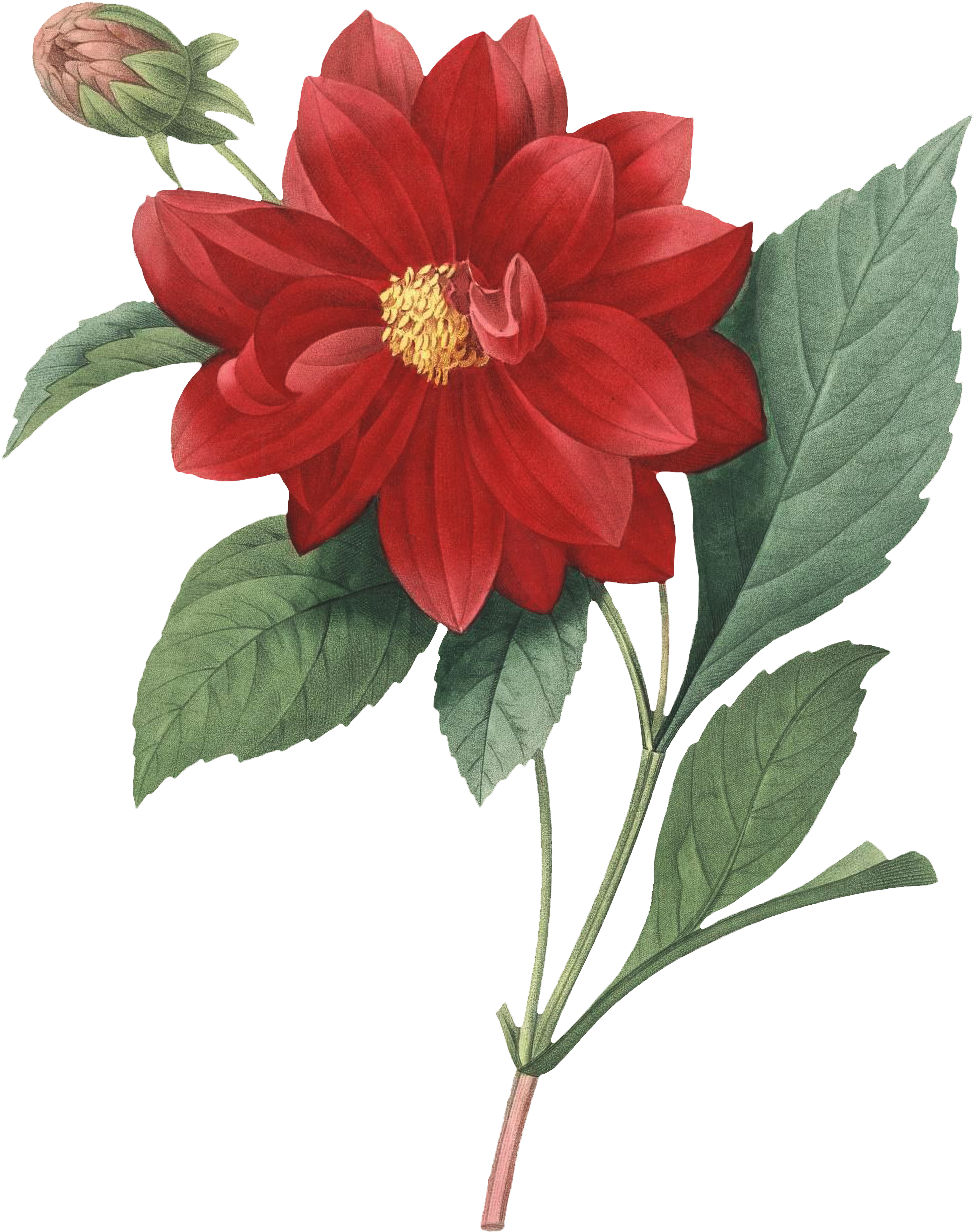 2 - Flower Botanical Png Clipart (1064x1362), Png Download