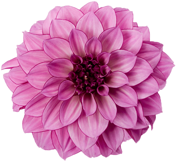 Dahlia Purple - Dahlia Flower Transparent Background Clipart (600x600), Png Download