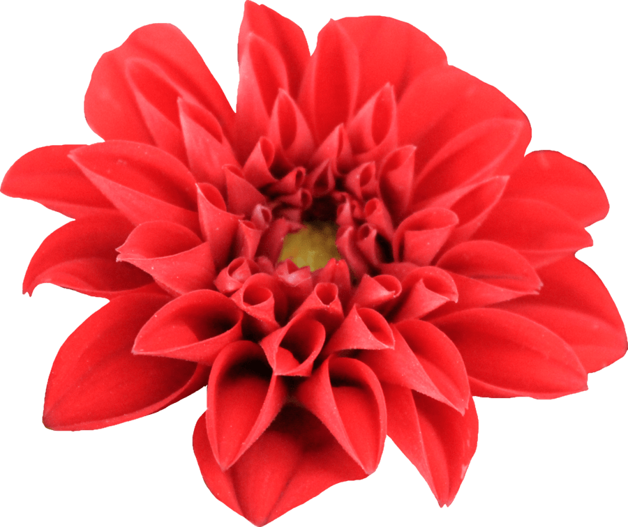 Dahlia Open - Dahlia Png Clipart (900x756), Png Download