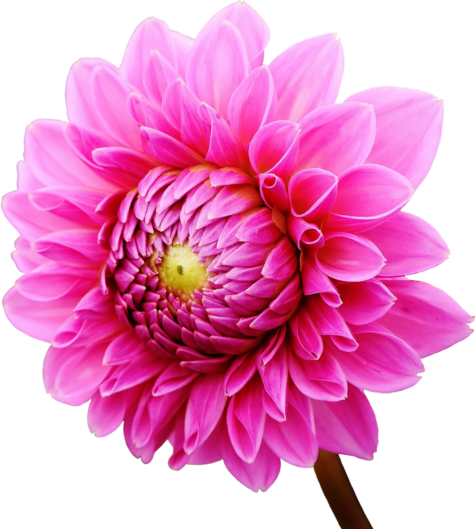Dahlia Flower - ダリア の 花 柄 白黒 イラスト Clipart (1866x2073), Png Download
