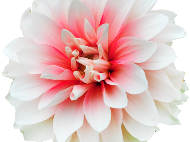 Peach Dahlia Flowers Png Clipart (640x480), Png Download