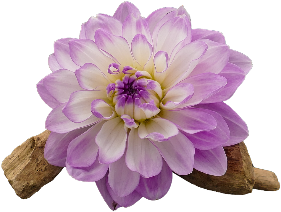 Dahlia, Dahlia Flower, White, Violet, Isolated, Cut - Dahlia Flower White And Purple Clipart (960x640), Png Download