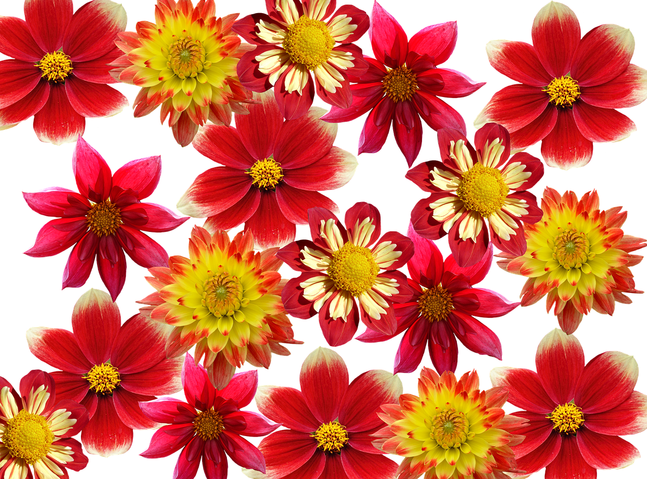 Dahlias Autumn Red - African Daisy Clipart (1280x948), Png Download