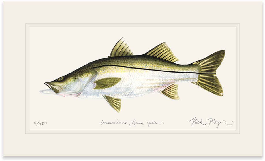Snook Drawing Atlantic - Bass Clipart (1023x664), Png Download