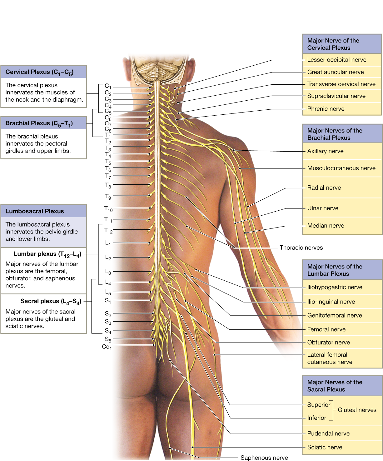 Spinal Nerves Extend To Form Peripheral Nerves, Sometimes - Lower Back Nerve Anatomy Clipart (1238x1500), Png Download