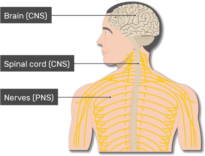 An Image Of The Body Showing The Nerves , Spinal Cord, - Man Clipart (708x550), Png Download