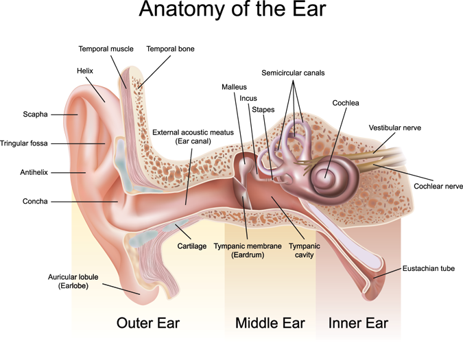 How Hearing Works Anatomy Of The Ear Ear Bone Model - Anatomy Of The Ear Clipart (675x503), Png Download