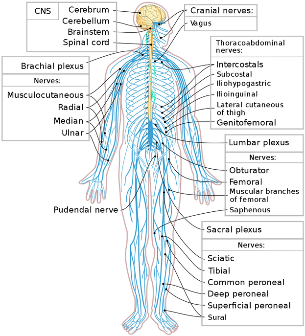 In The Peripheral Nervous System, The 12 Pairs Of Cranial - Peripheral Nervous System Clipart (640x711), Png Download