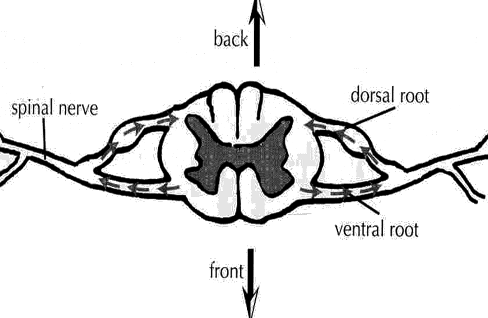 Image Of Back And Front Spinal Nerves - Transversal De La Medula Espinal Clipart (987x644), Png Download