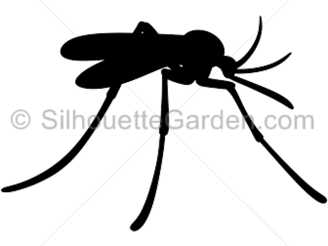 Mosquito Clipart Insect - Mosquito - Png Download (640x480), Png Download