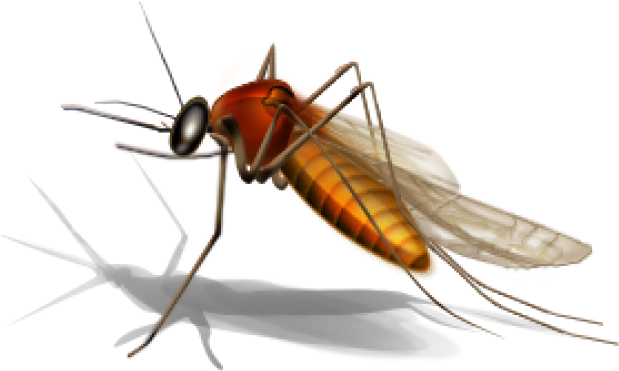 Mosquito Png Transparent Images - West Nile Virus Mosquito Clipart (640x480), Png Download