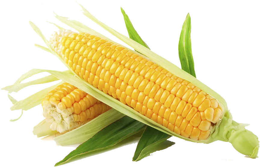 Maíz - Corn Png Clipart (942x587), Png Download
