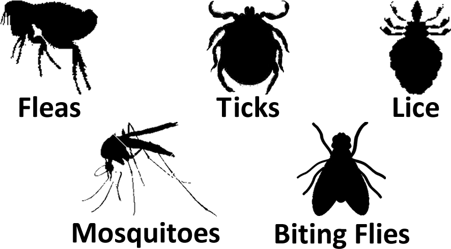 Anti Tick Clipart (1000x500), Png Download