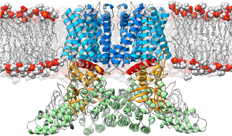 A Ribbon Diagram Depicting The Structure Of The Trpv2 - Ion Channel Cryo Em Clipart (800x480), Png Download