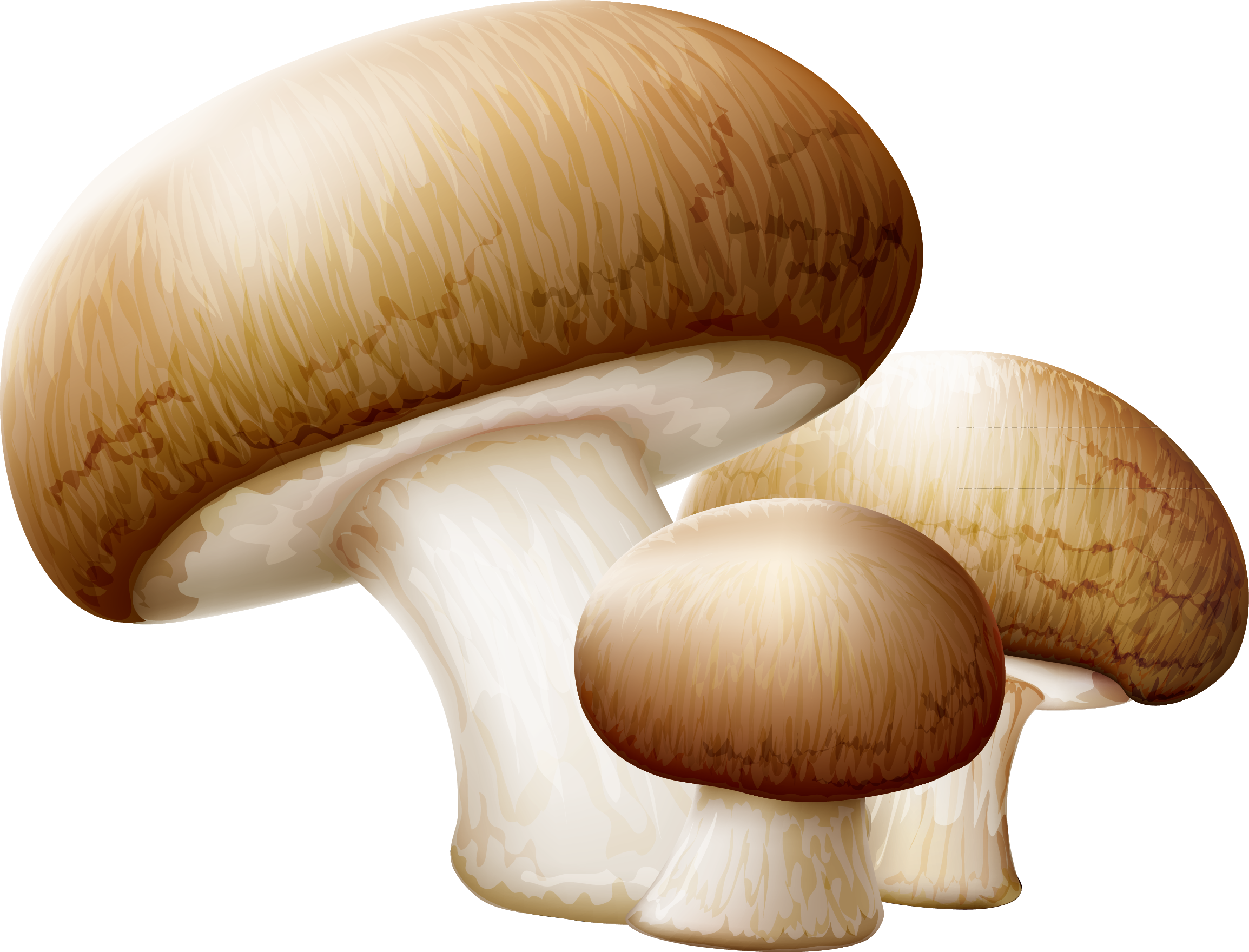 Common Mushroom Edible Mushroom Clip Art - Transparent Background Mushroom Clip Art - Png Download (2309x1760), Png Download