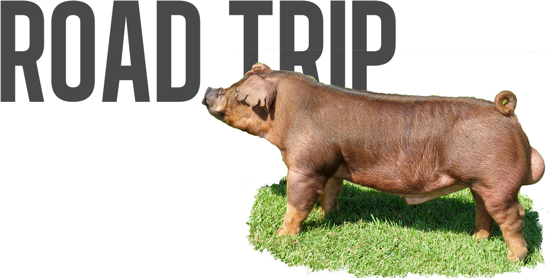 Backroad X Red Flash - Domestic Pig Clipart (1131x576), Png Download