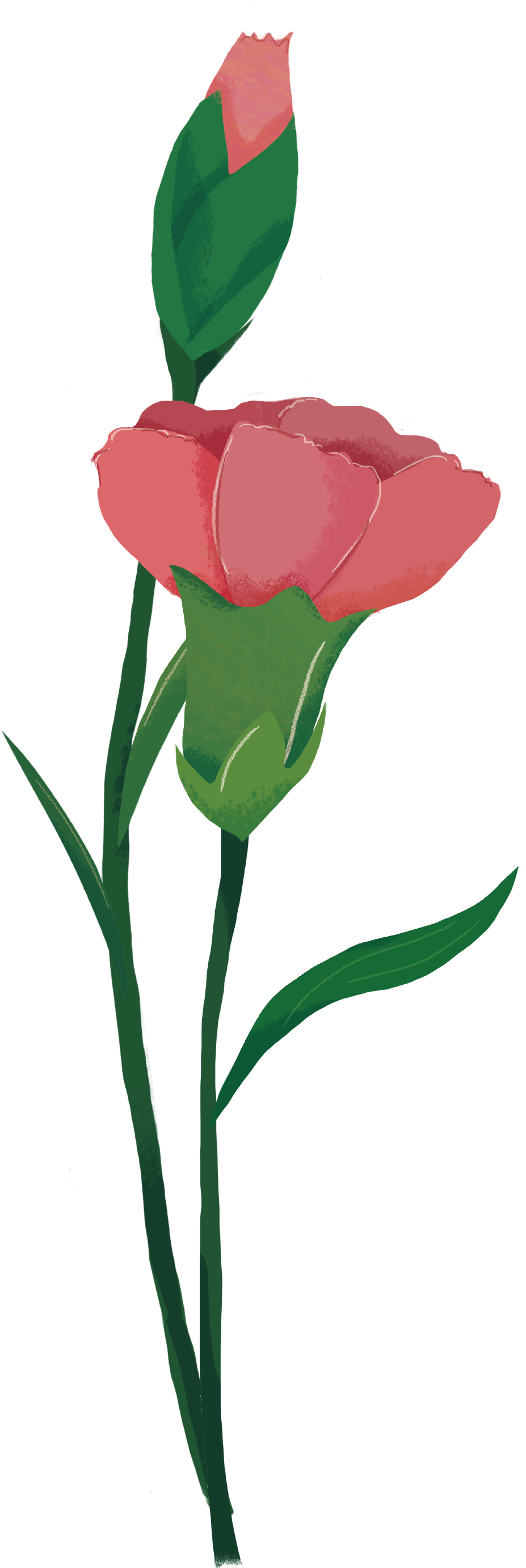 Hand Painted Cartoon Flat Flower Decoration Vector - Iris Clipart (927x2759), Png Download