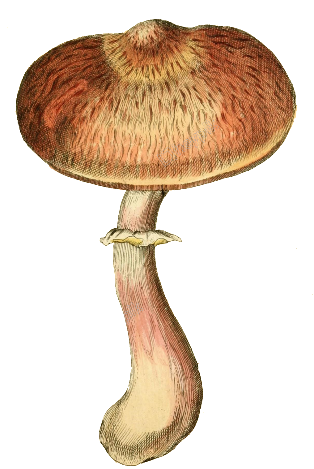 Mushrooms Vector Flat - Russula Integra Clipart (1024x1563), Png Download