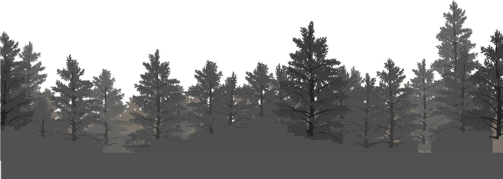 Layer-3 - Shortleaf Black Spruce Clipart (1646x634), Png Download