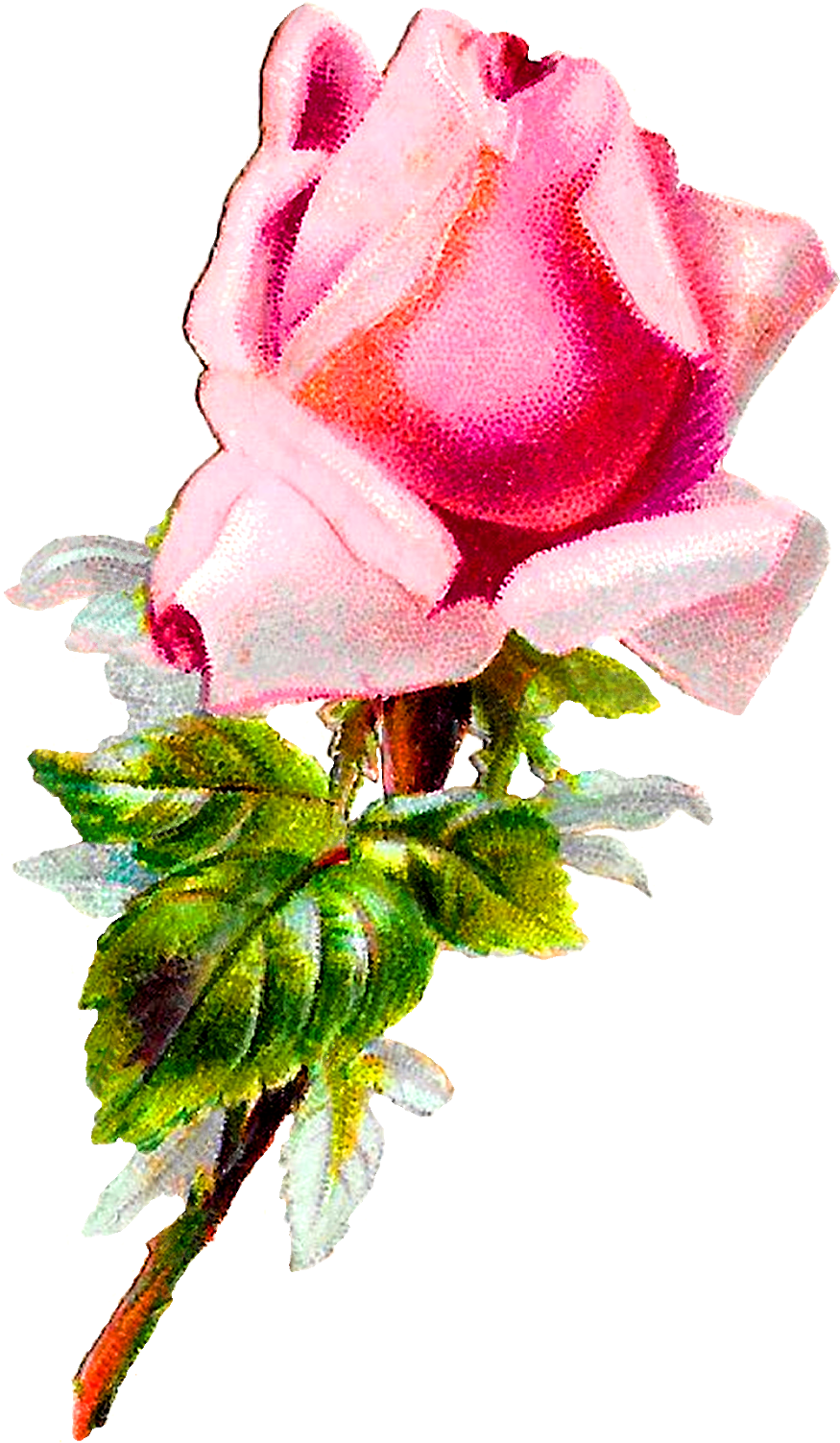 Rose Flower Floral Shabby Chic Image Digital Clipart - Rose - Png Download (875x1503), Png Download
