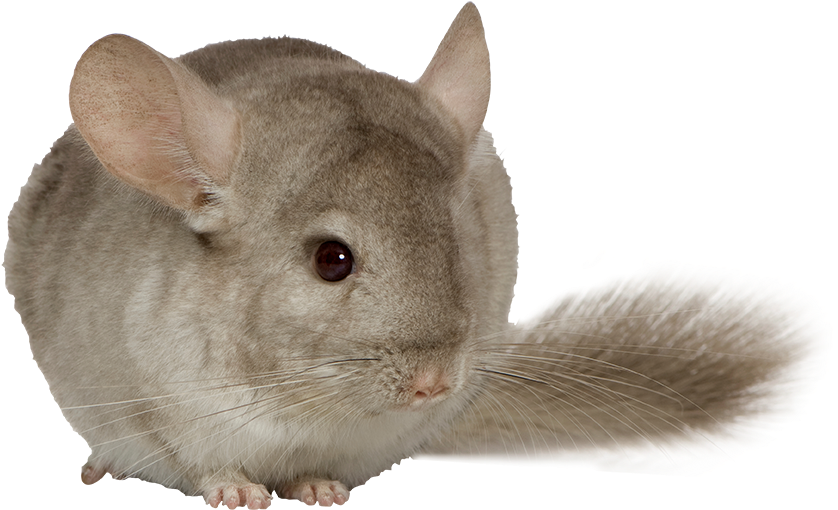 Chinchilla Deli Nature 5 Star Menu - Chinchilla Png Clipart (838x510), Png Download