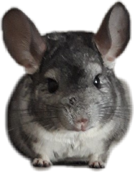 #шиншилла #chinchilla - Mouse Clipart (262x337), Png Download
