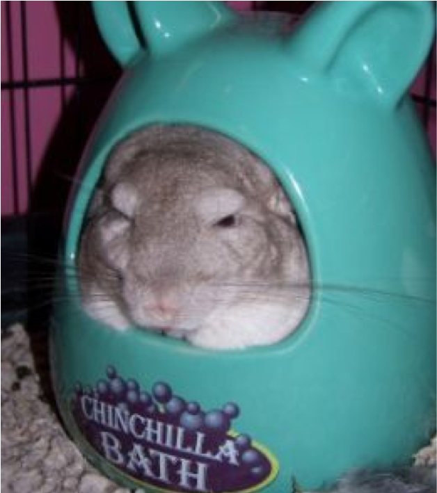 Don't Get Me Wet - Chinchilla Bath Clipart (984x708), Png Download