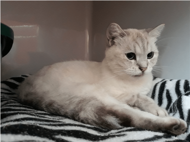 Donate To Petrescue - Squitten Clipart (638x638), Png Download