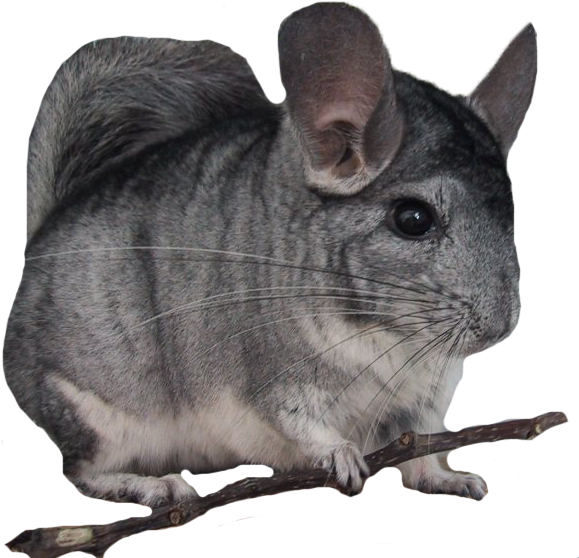 Las Capas En La - Look Up Chinchillas Clipart (600x571), Png Download