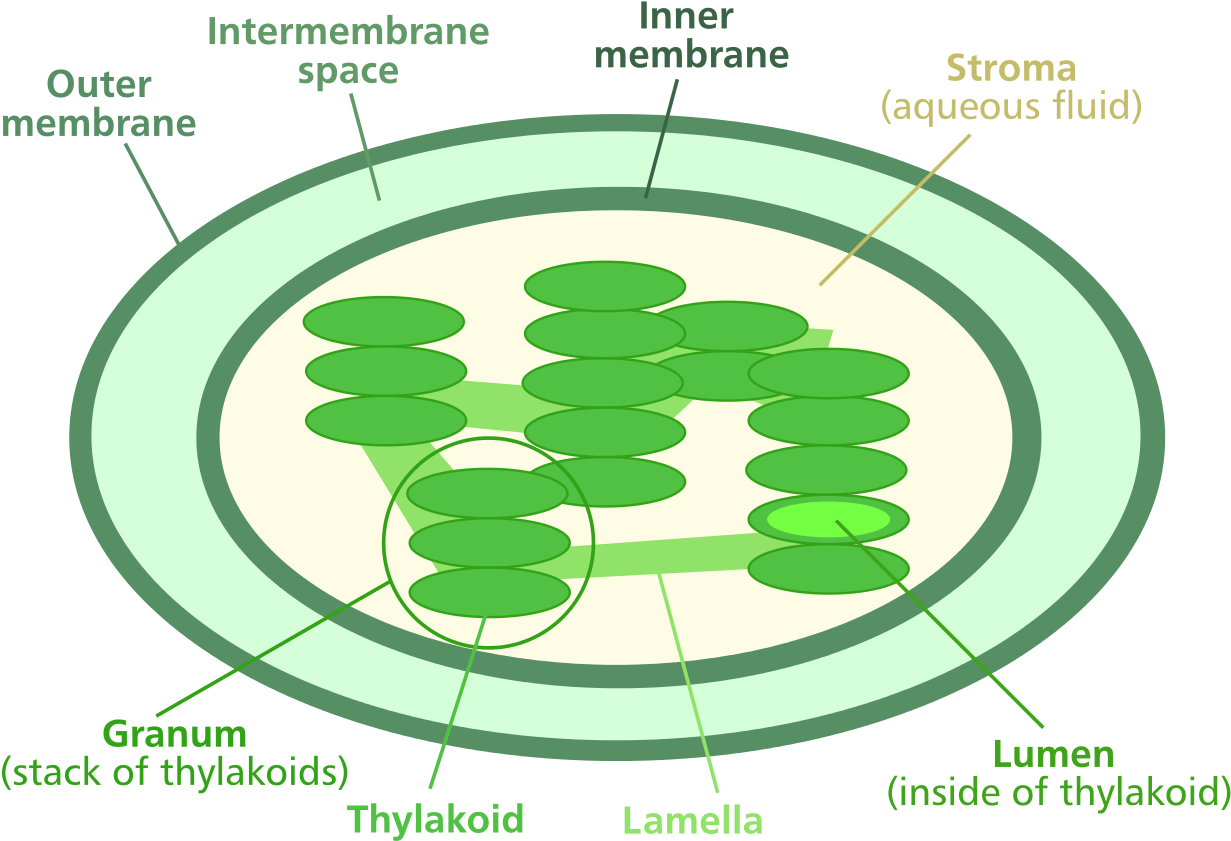 File - Chloroplast Diagram - Svg - Chloroplast Diagram Clipart (1280x905), Png Download