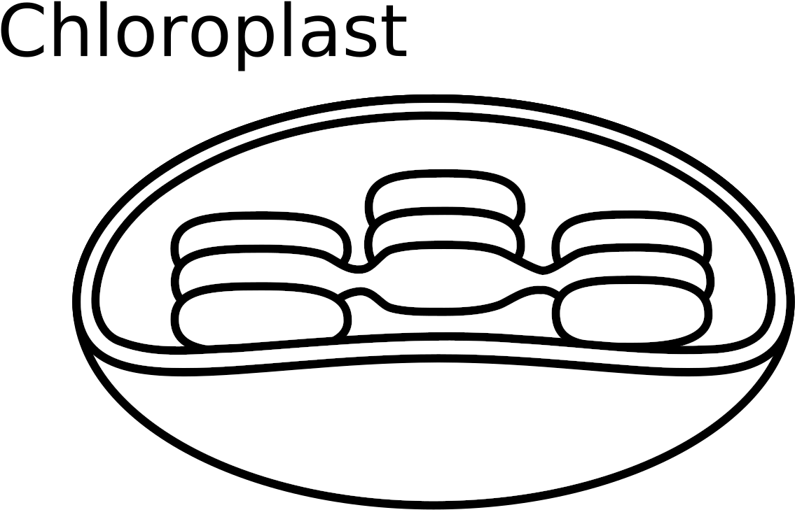 Animal Cell Diagram Unlabeled - Easy To Draw Chloroplast Clipart (1135x729), Png Download