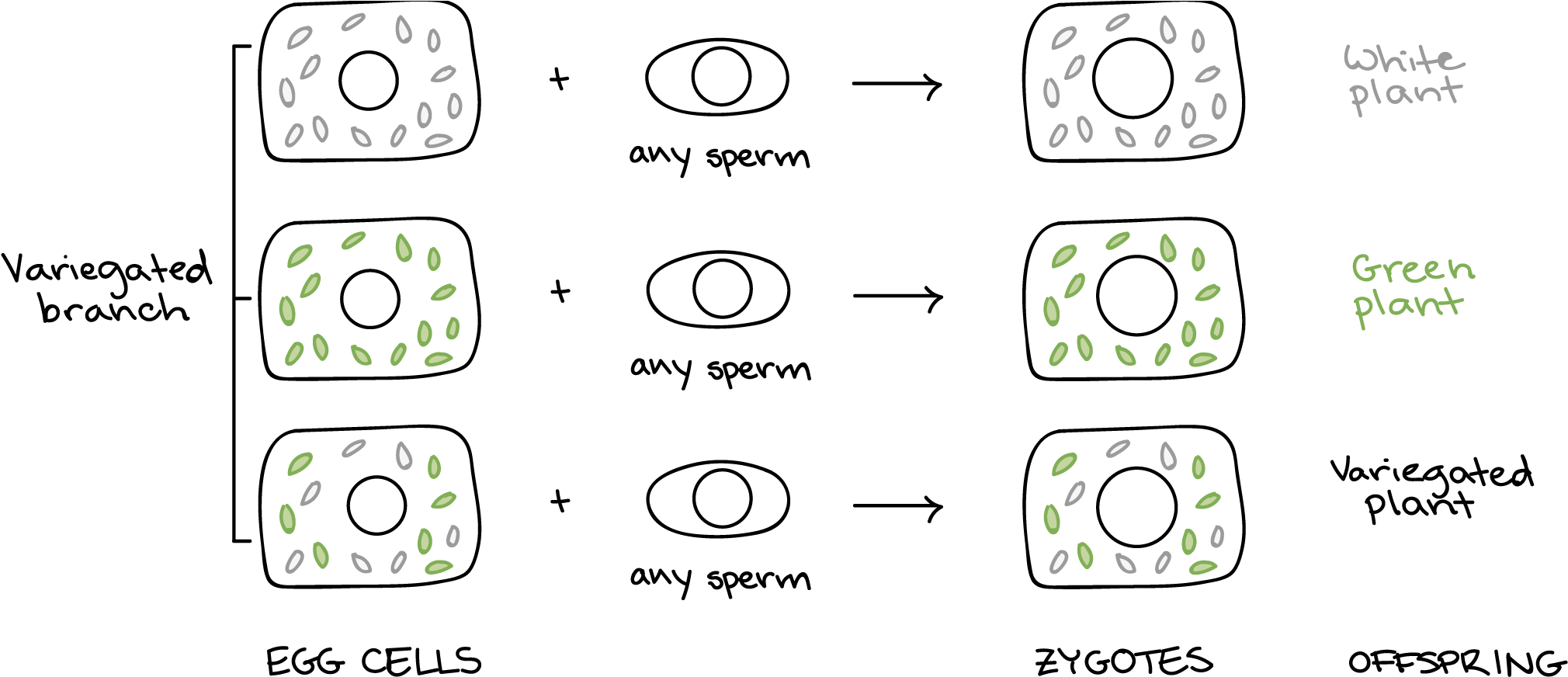 Female Branch - Dziedziczenie Pozajądrowe U Dziwaczka Clipart (2103x1019), Png Download