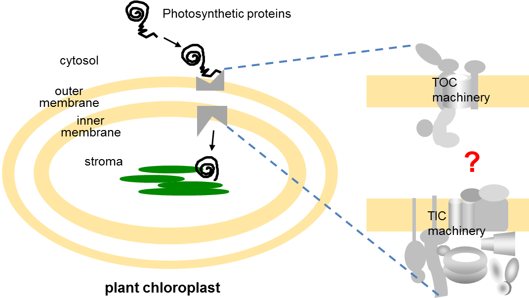 Preproteins Are Transported Into Chloroplasts By The - Illustration Clipart (1070x613), Png Download