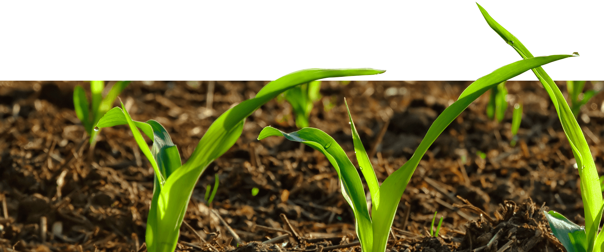 We Move Fast To Lock In The Sweet Corn's Natural Nutrients - Crop Clipart (1920x803), Png Download