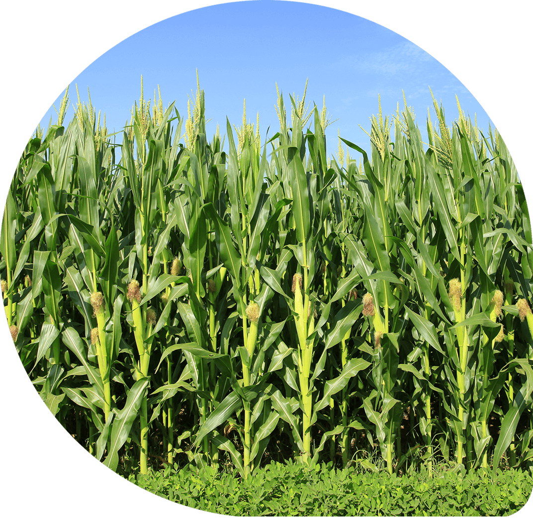 Result Result - Corn Field Clipart (1072x1041), Png Download