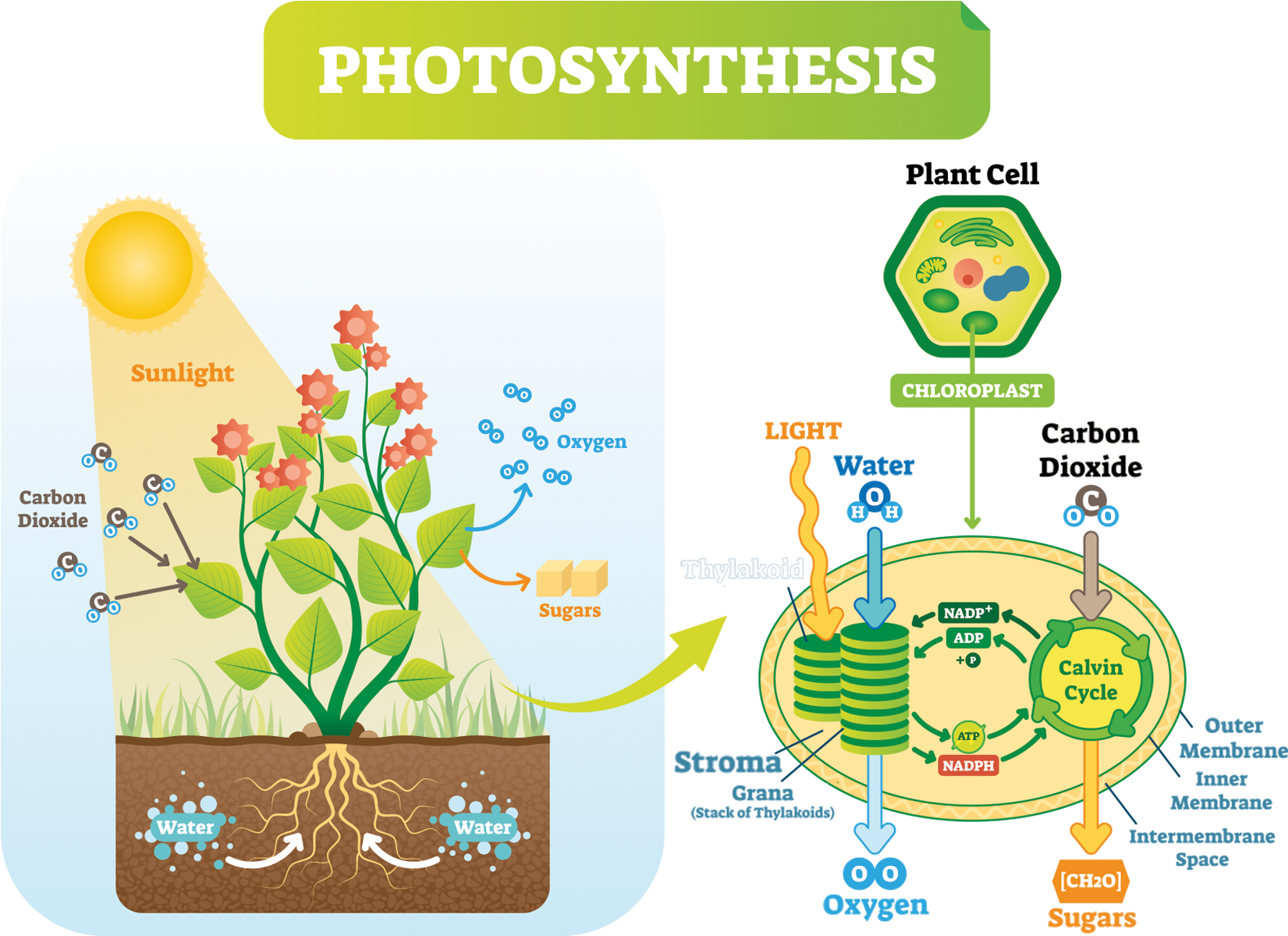 The Calvin Cycle - Plant Cell Photosynthesis Clipart (1920x1200), Png Download
