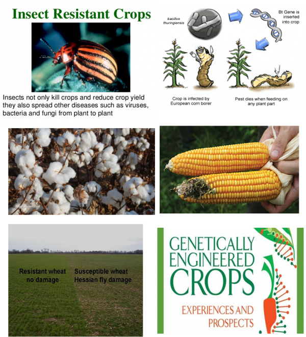 Pest Resistant Plants Clipart (600x660), Png Download