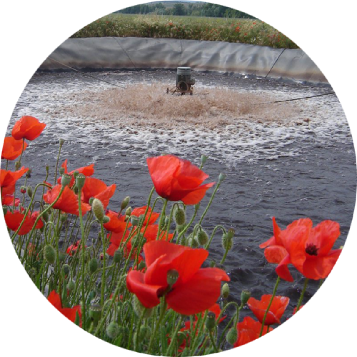 Construction Of Winery Wastewater Treatment Plants - Poppy Clipart (1200x1200), Png Download