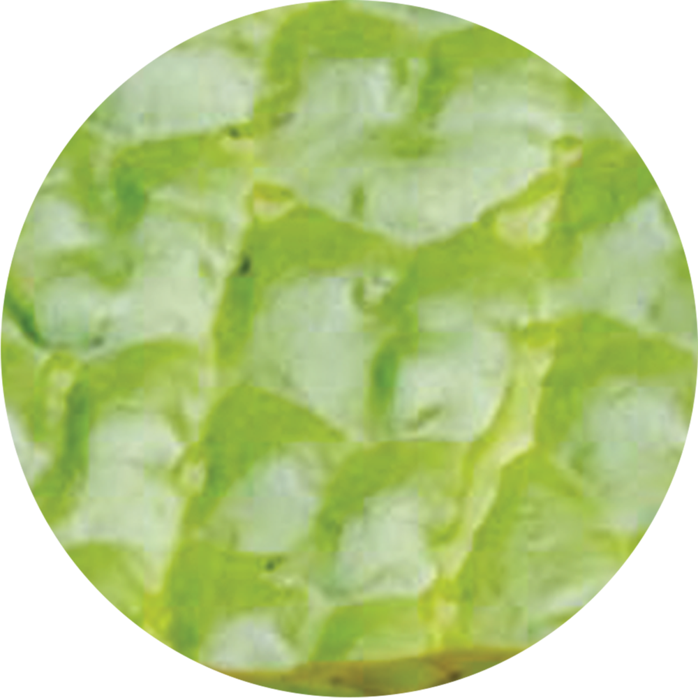 The Tree Dead - Green Algae Clipart (1000x1000), Png Download