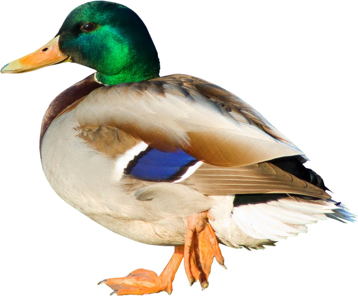 Duck Png Picture - Duck Png Clipart (1562x1290), Png Download