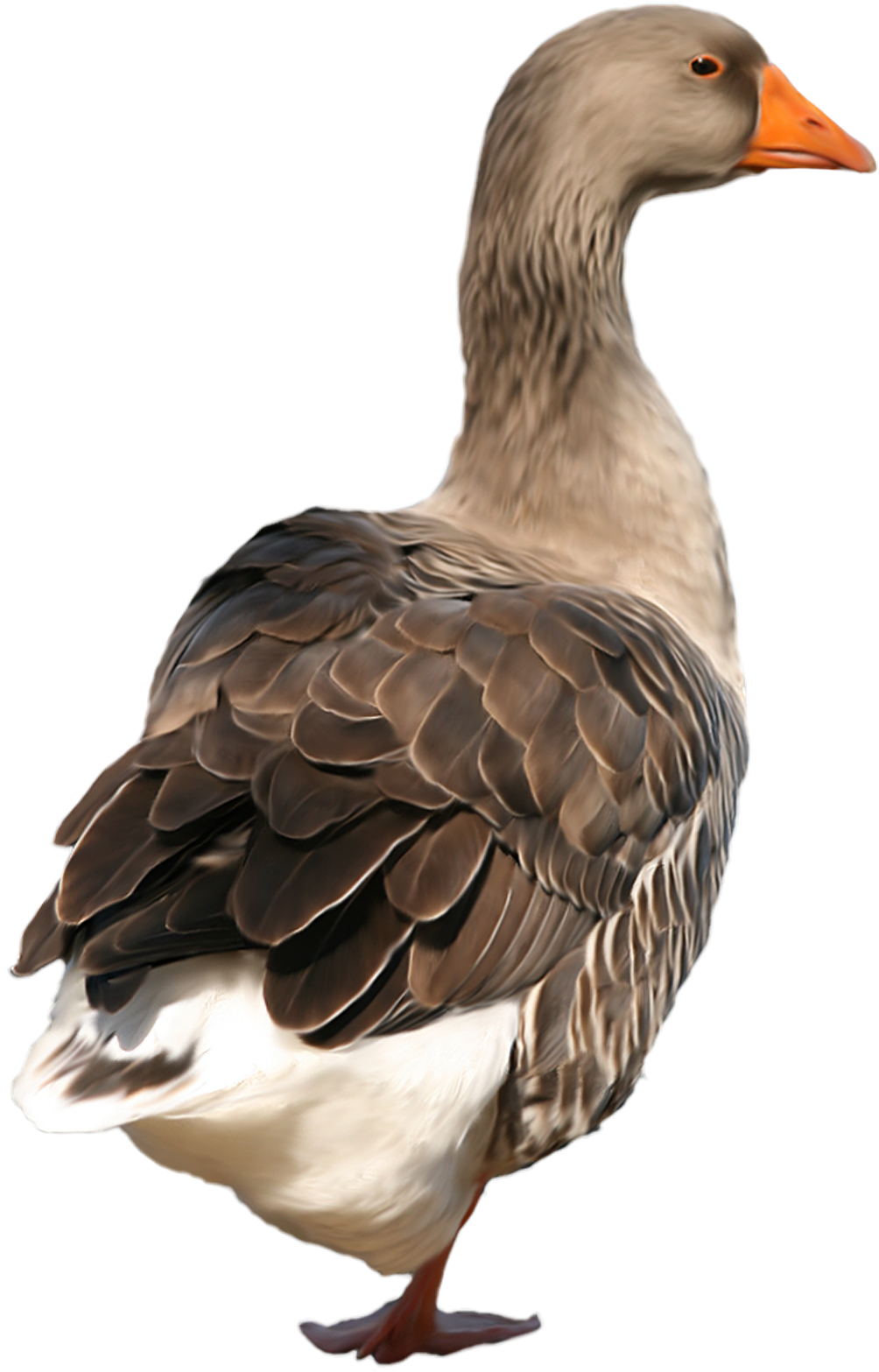 Duck Png Clip Art - Duck Png Transparent Png (1021x1600), Png Download