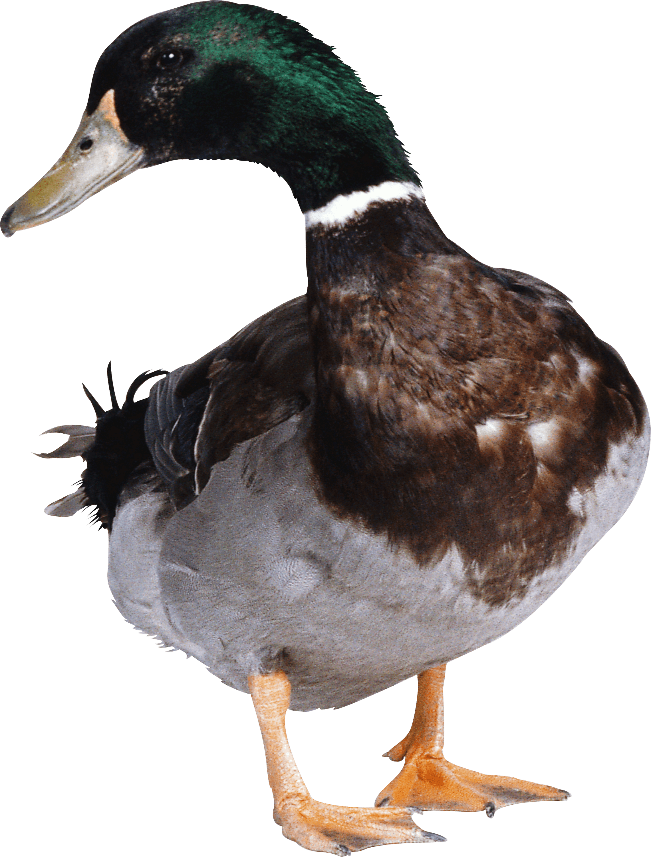 Animals - Ducks - Duck Png Clipart (2281x3000), Png Download