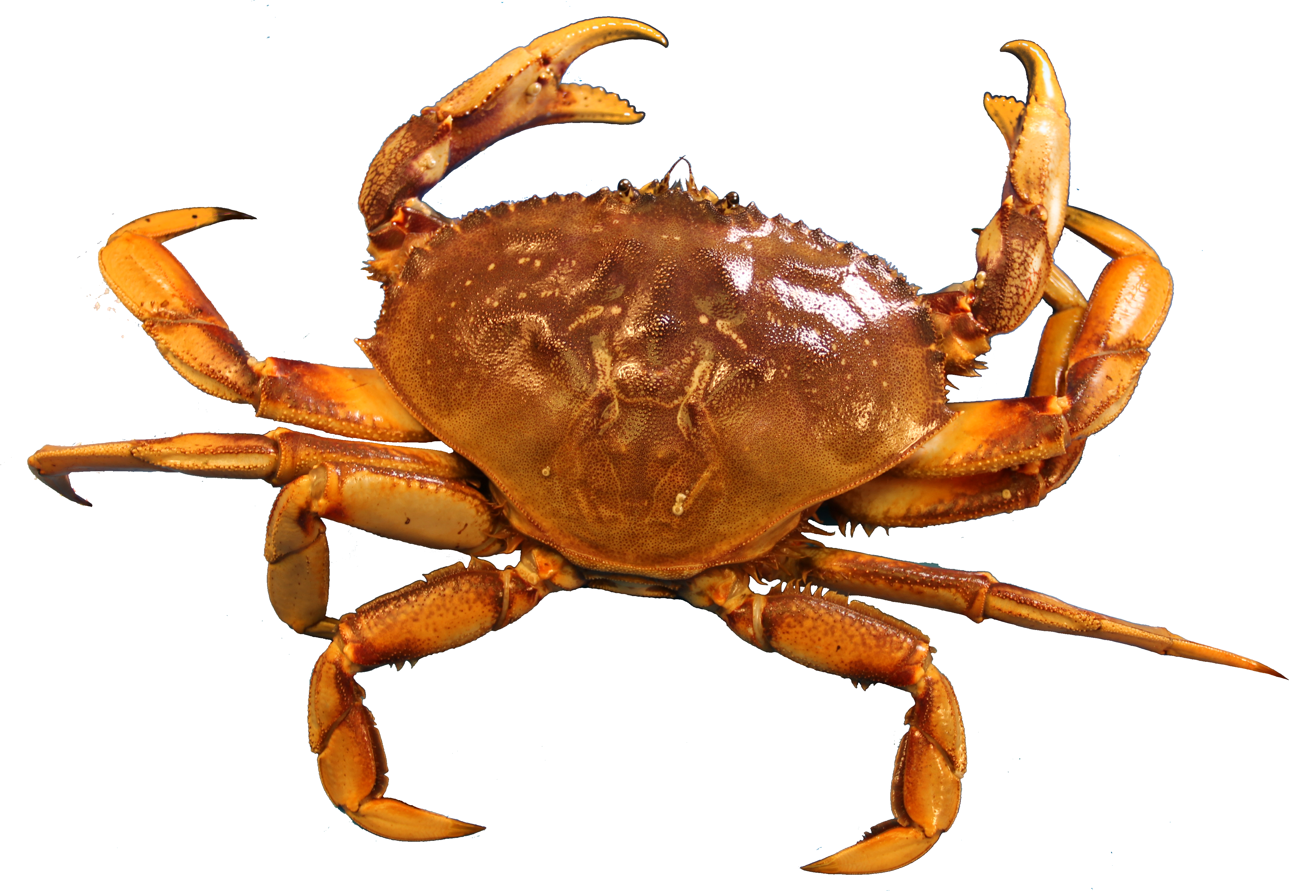 Clip Free Library Png - Crab In Png Transparent Png (4482x3042), Png Download