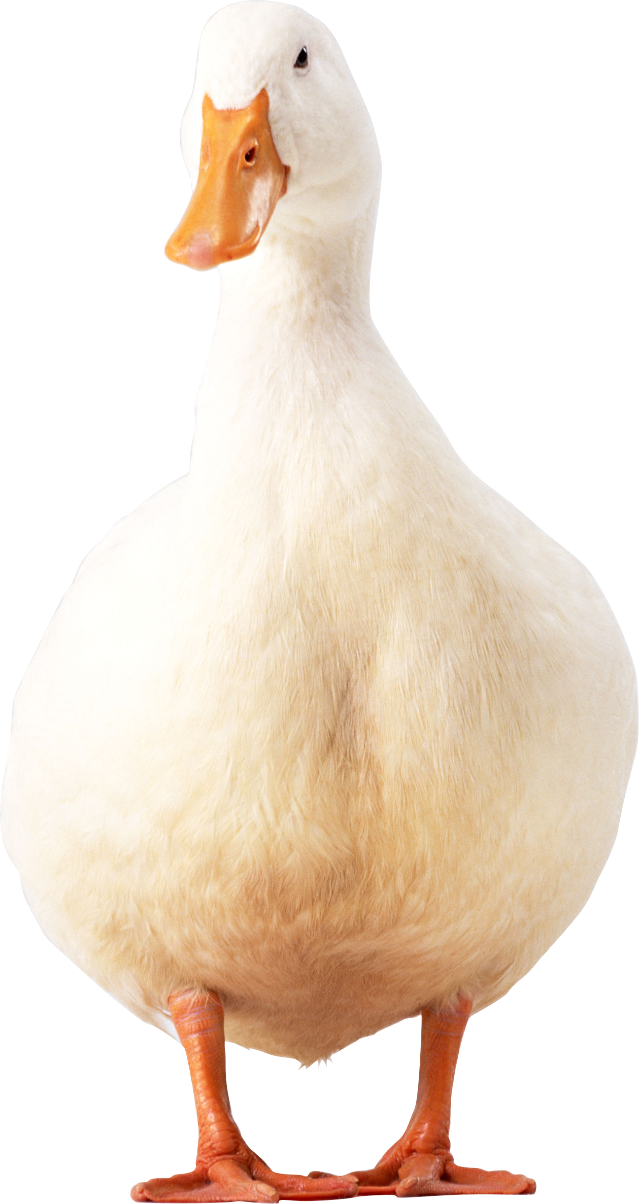 Duck Png Clipart (1259x2373), Png Download