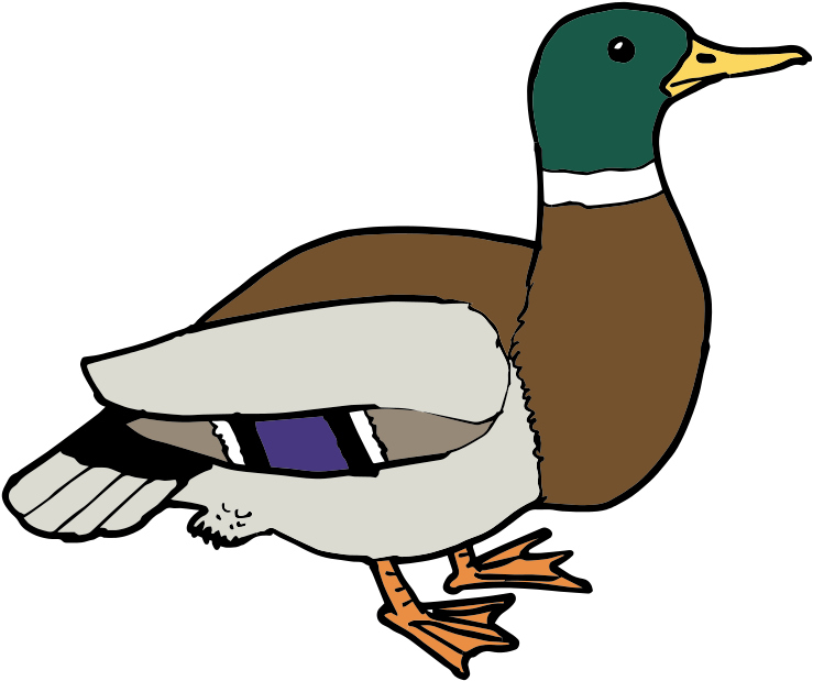 800 X 760 10 - Clipart Pictures Of Duck - Png Download (800x760), Png Download