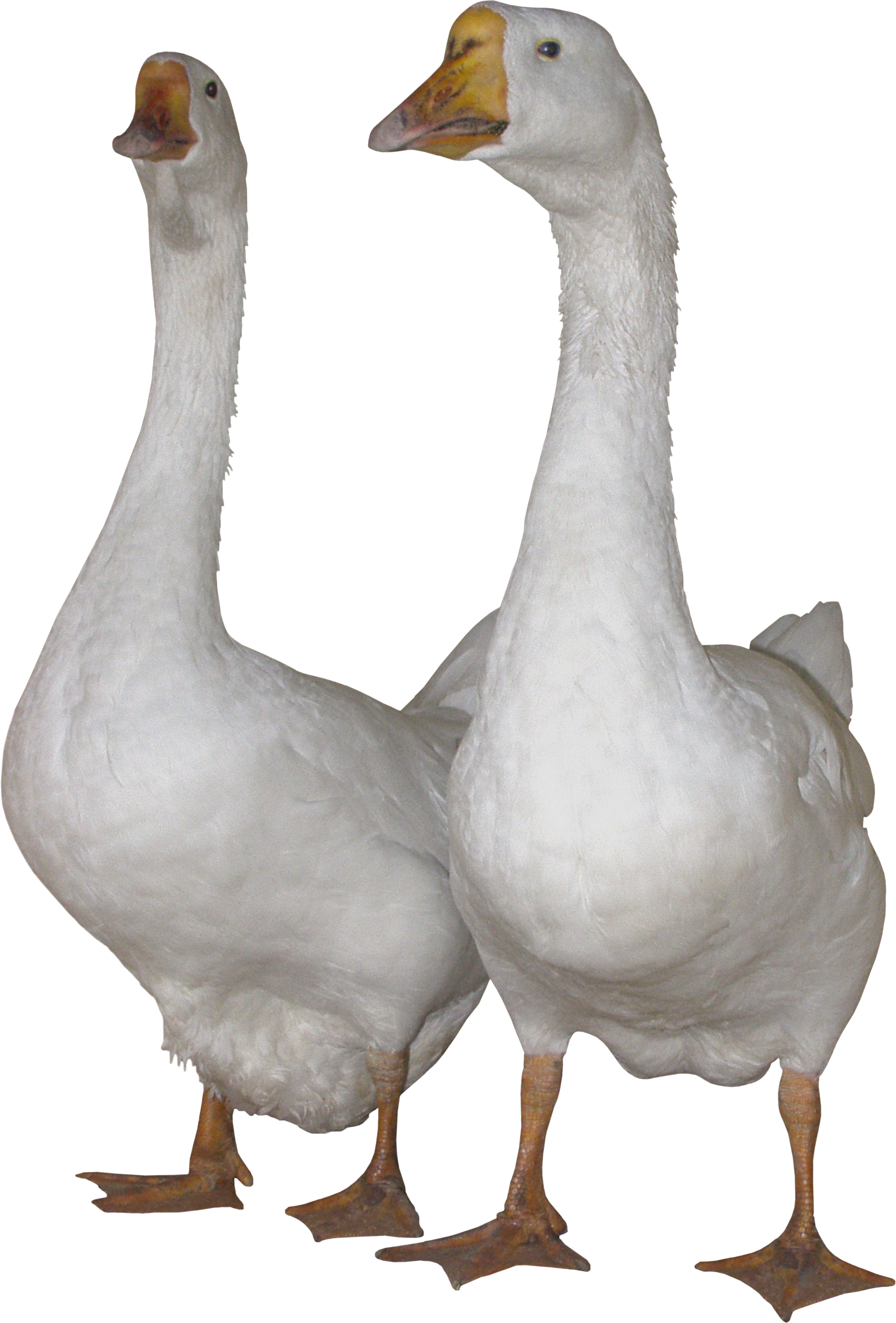 Download - Gooses Png Clipart (2026x2990), Png Download