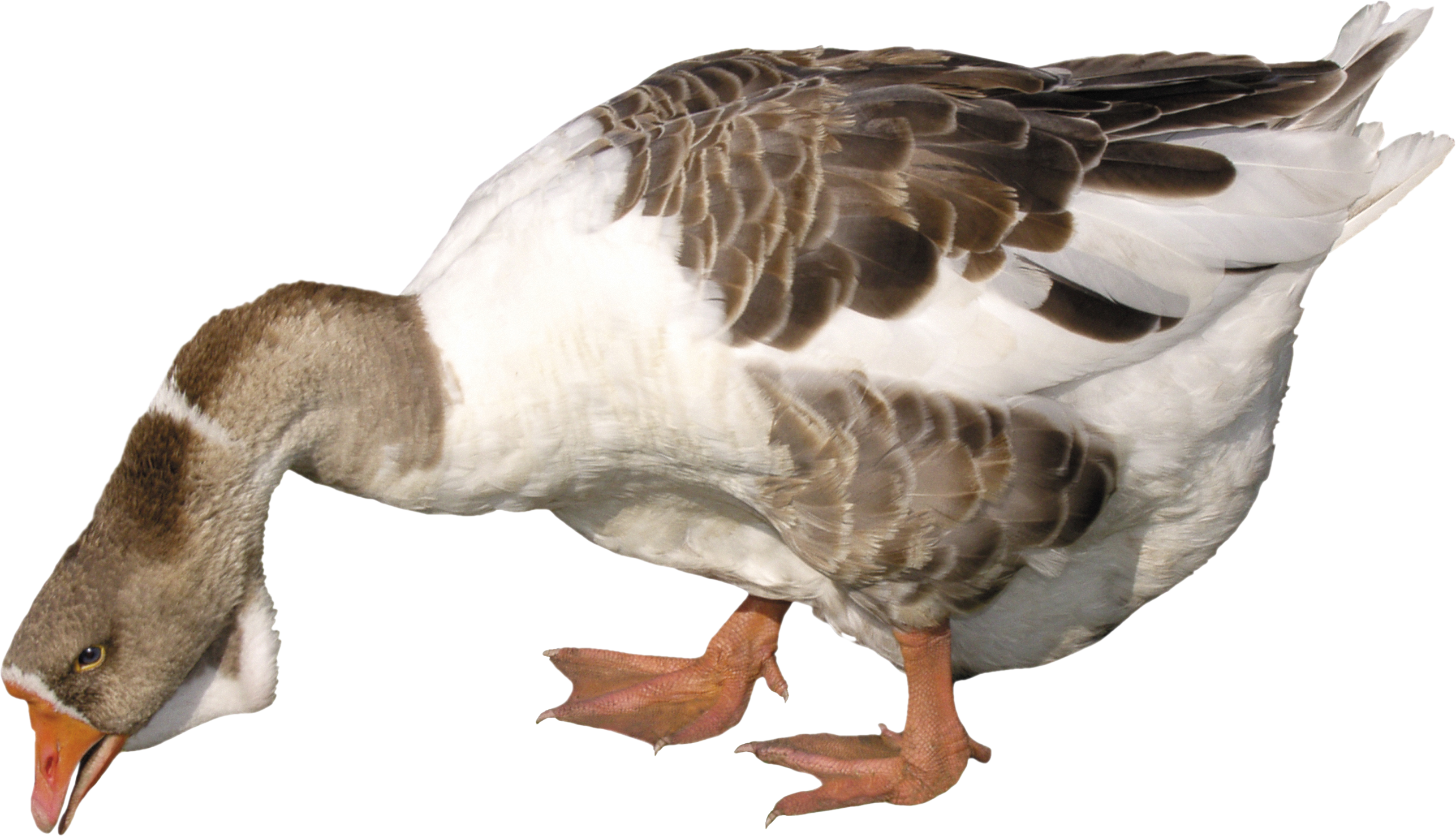 Download - Goose Png Clipart (2574x1478), Png Download