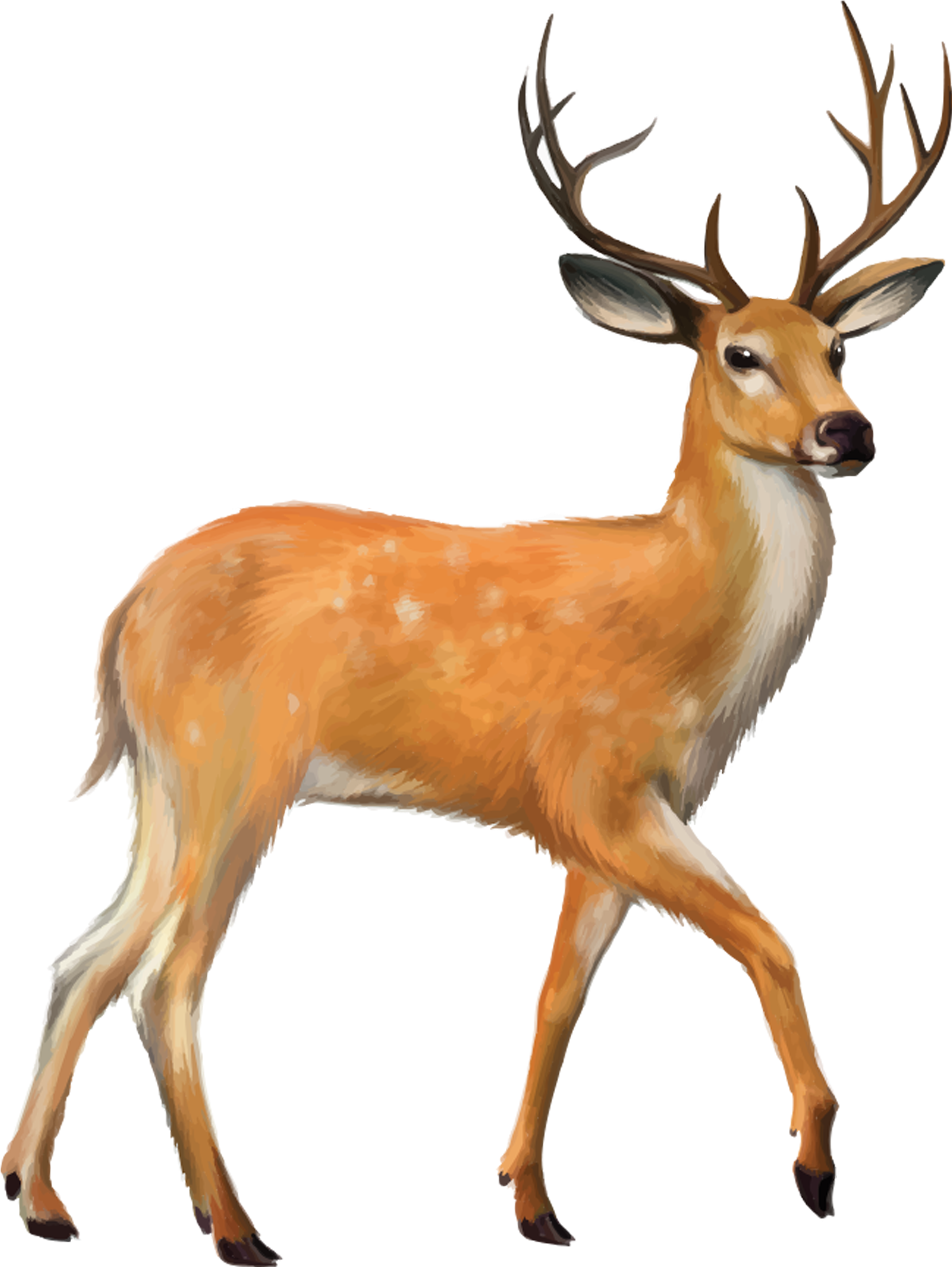 Deer Clipart Png Transparent Png (2480x3508), Png Download