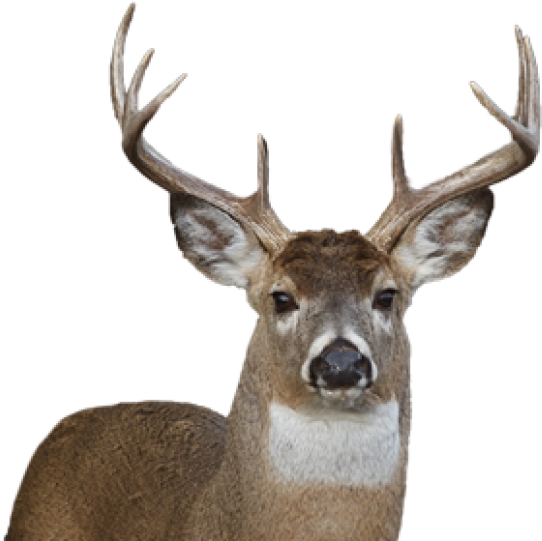 Deer Png Face - Transparent Background Deer Png Clipart (600x582), Png Download